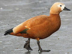 Ruddy Shelduck