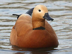 Ruddy Shelduck