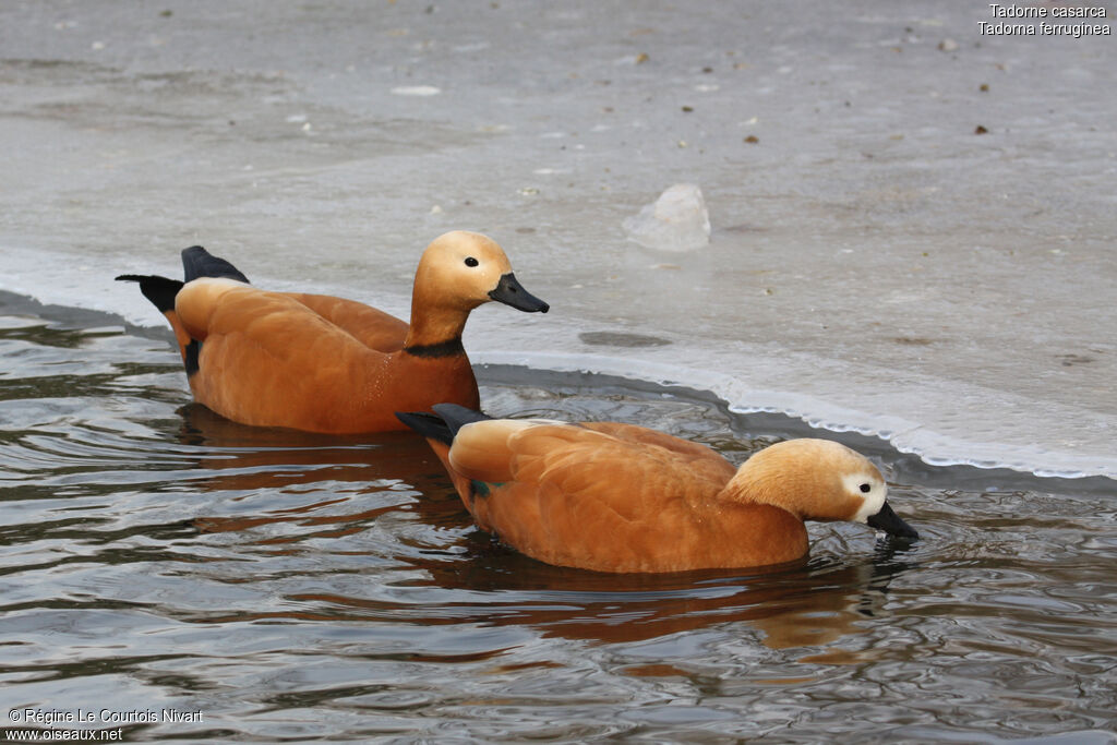 Ruddy Shelduckadult