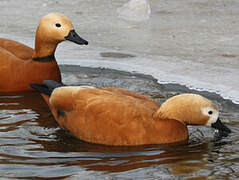 Ruddy Shelduck