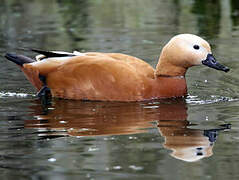 Ruddy Shelduck