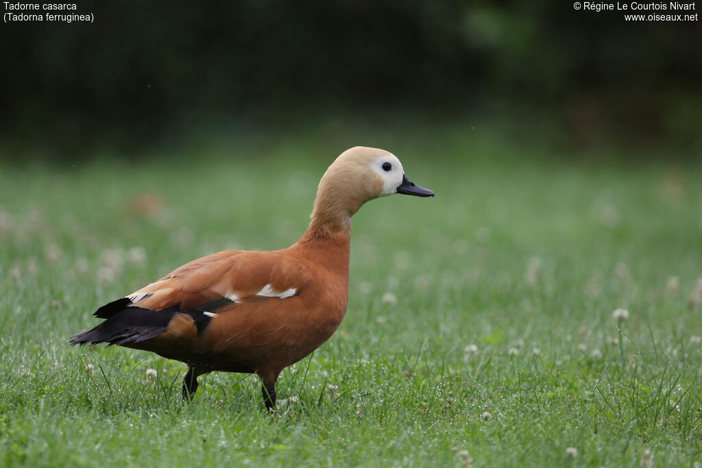 Ruddy Shelduck female