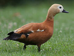 Ruddy Shelduck