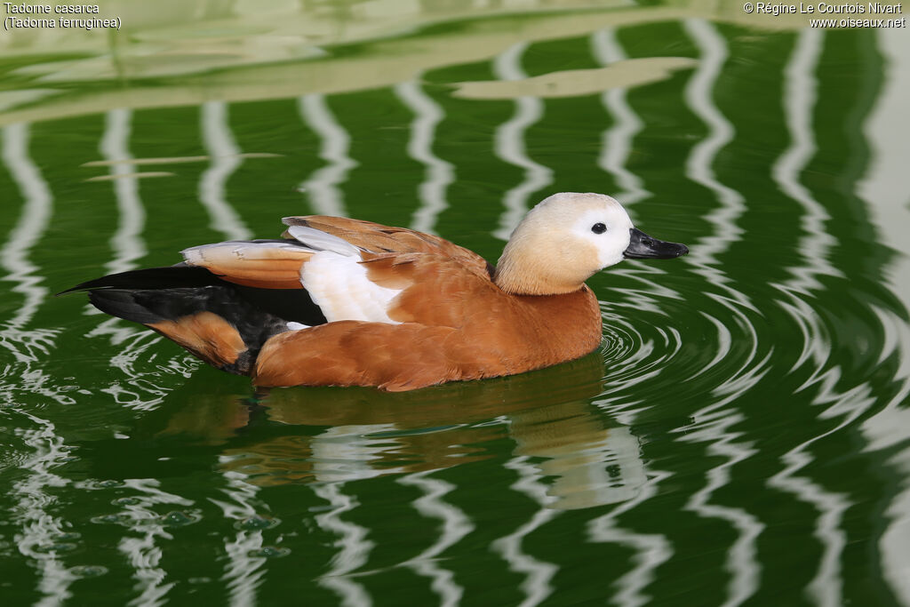 Ruddy Shelduck female