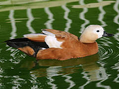 Ruddy Shelduck