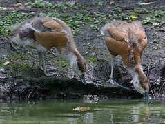 Ruddy Shelduck