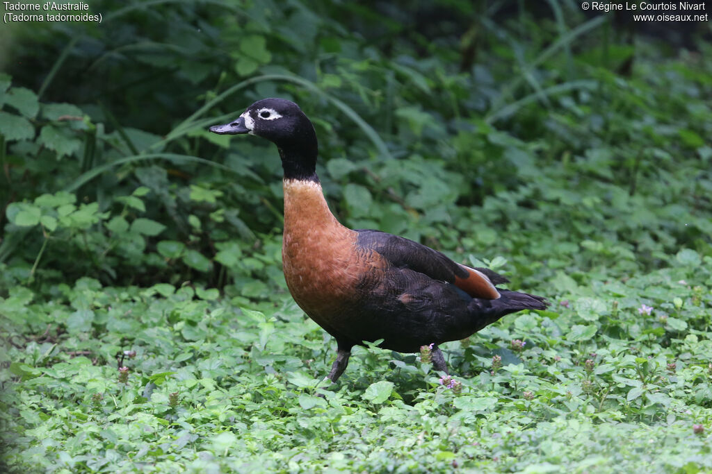 Australian Shelduck