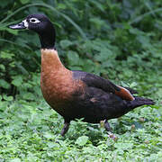 Australian Shelduck