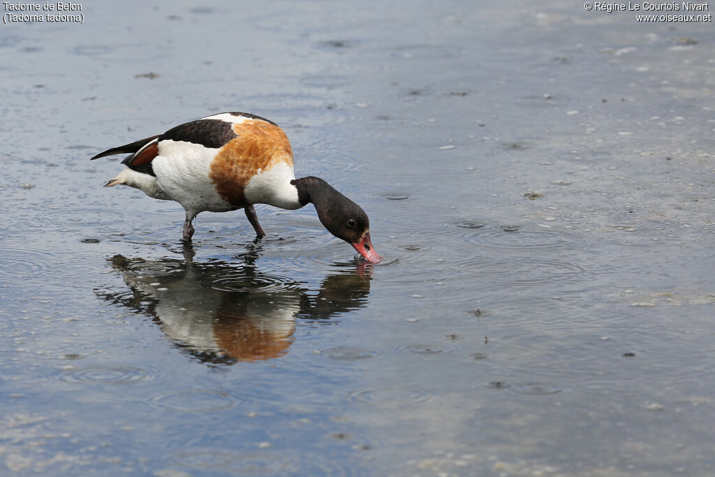 Common Shelduck