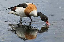 Common Shelduck