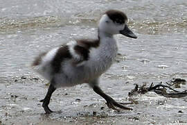 Common Shelduck