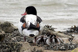 Common Shelduck