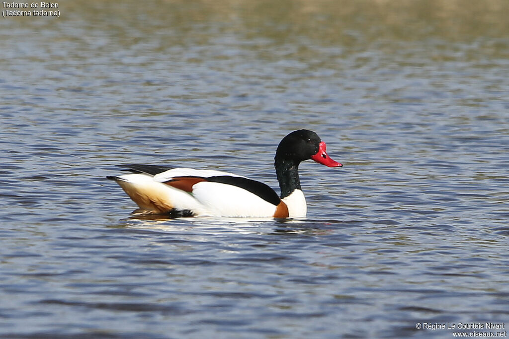 Common Shelduck male