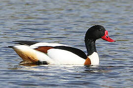 Common Shelduck