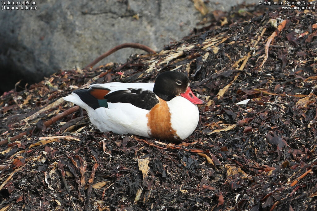 Common Shelduck