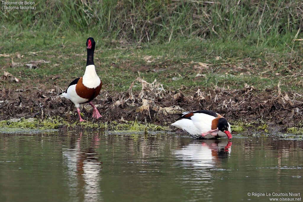 Common Shelduckadult