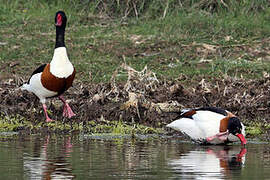 Common Shelduck