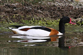 Common Shelduck