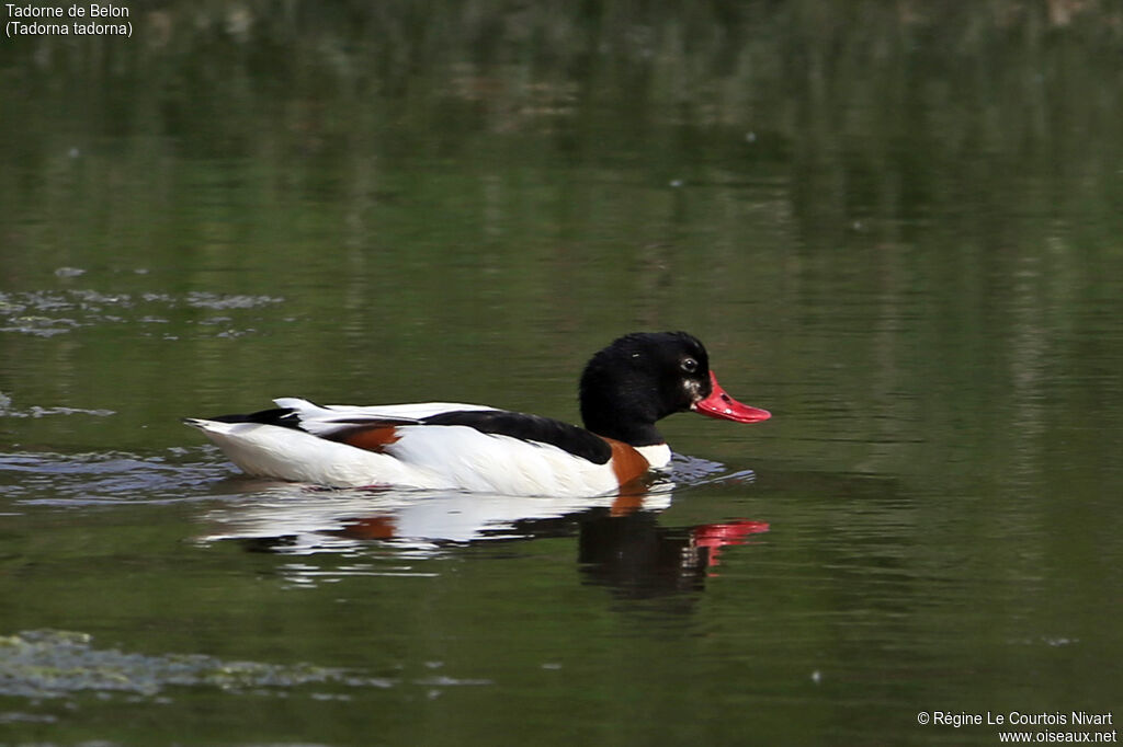 Common Shelduck female