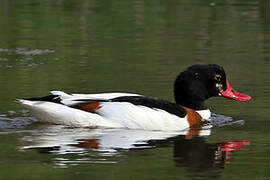 Common Shelduck