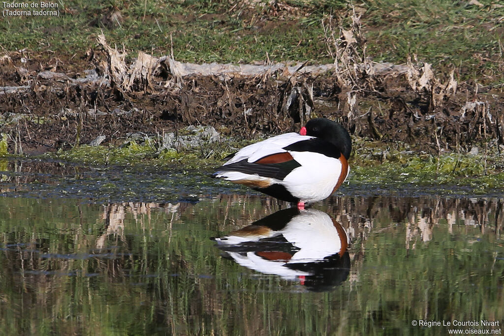 Common Shelduck male