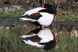 Common Shelduck