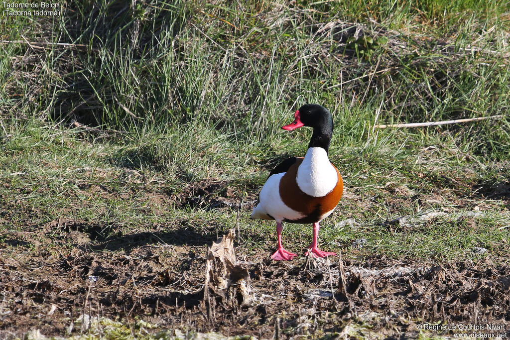 Common Shelduck male