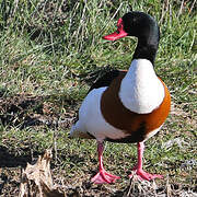 Common Shelduck