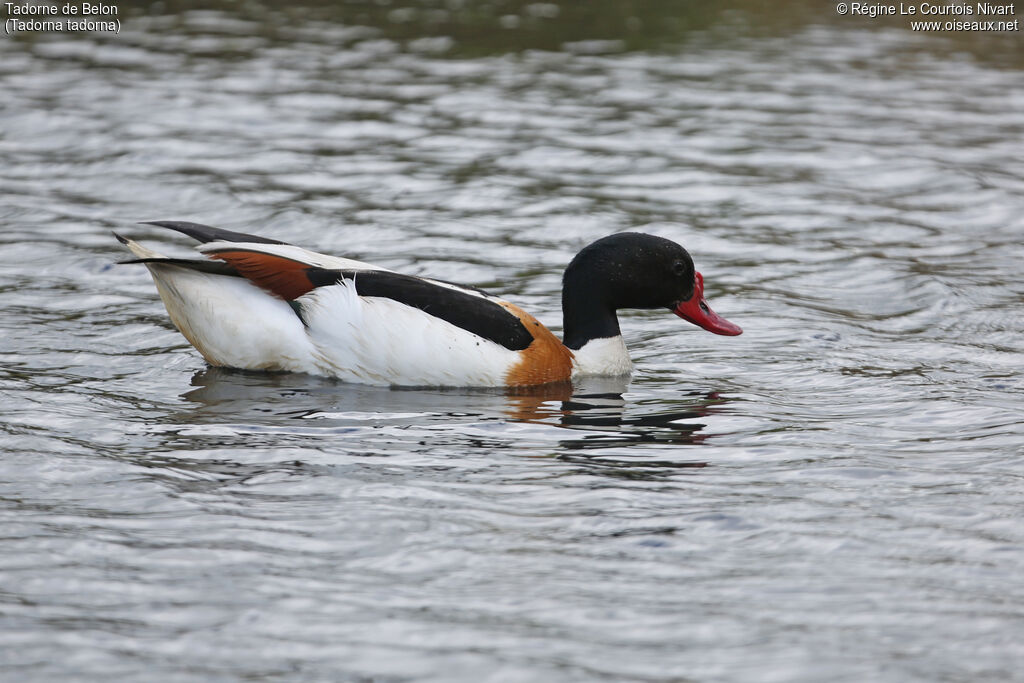 Common Shelduck