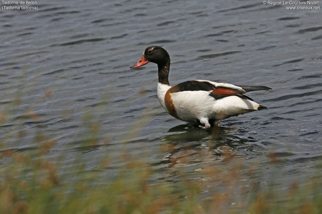 Common Shelduck