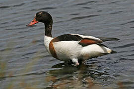 Common Shelduck