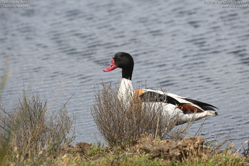 Common Shelduck