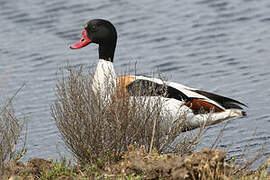 Common Shelduck