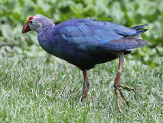 Western Swamphen