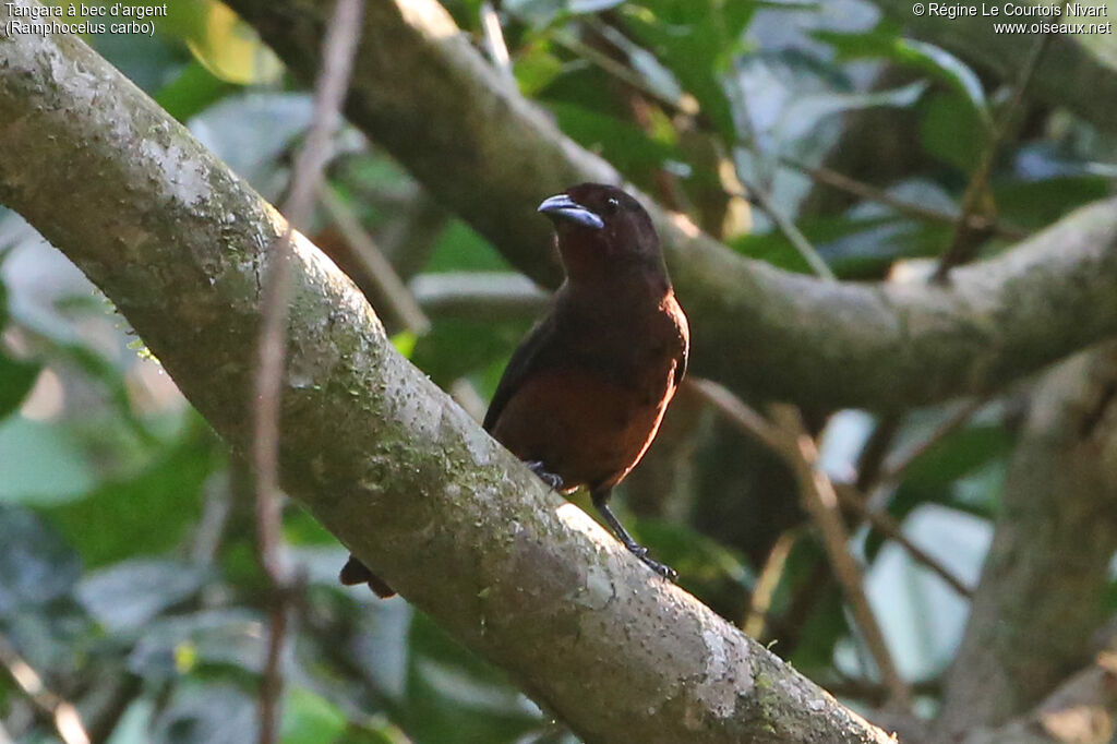 Silver-beaked Tanager