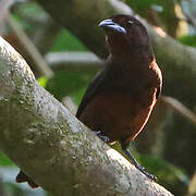 Silver-beaked Tanager