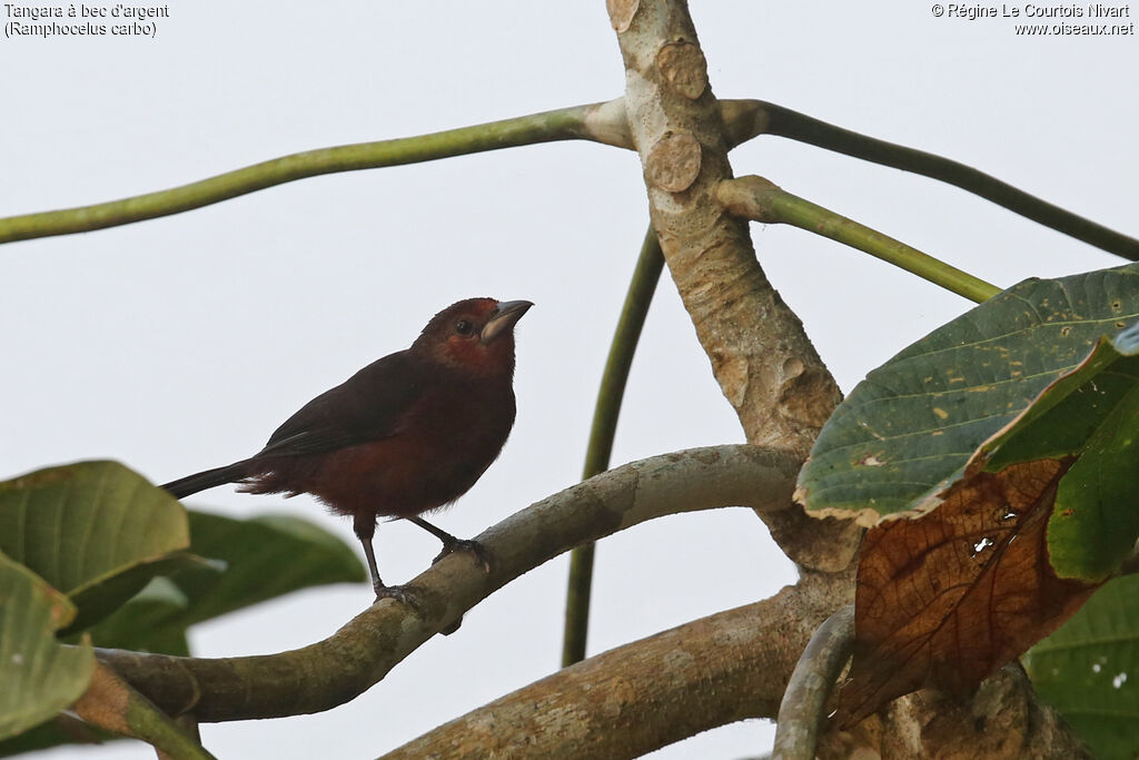 Silver-beaked Tanager