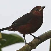 Silver-beaked Tanager