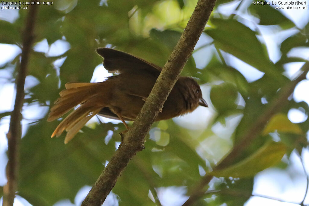 Tangara à couronne rouge - Habia à couronne rouge<br />