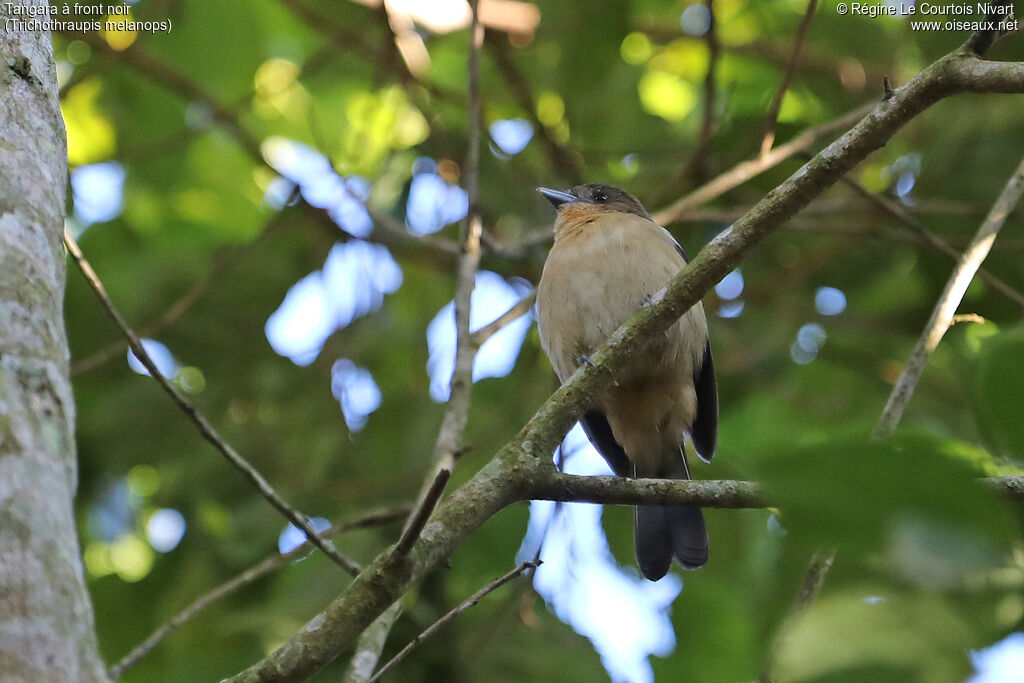 Tangara à front noir