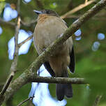 Tangara à front noir