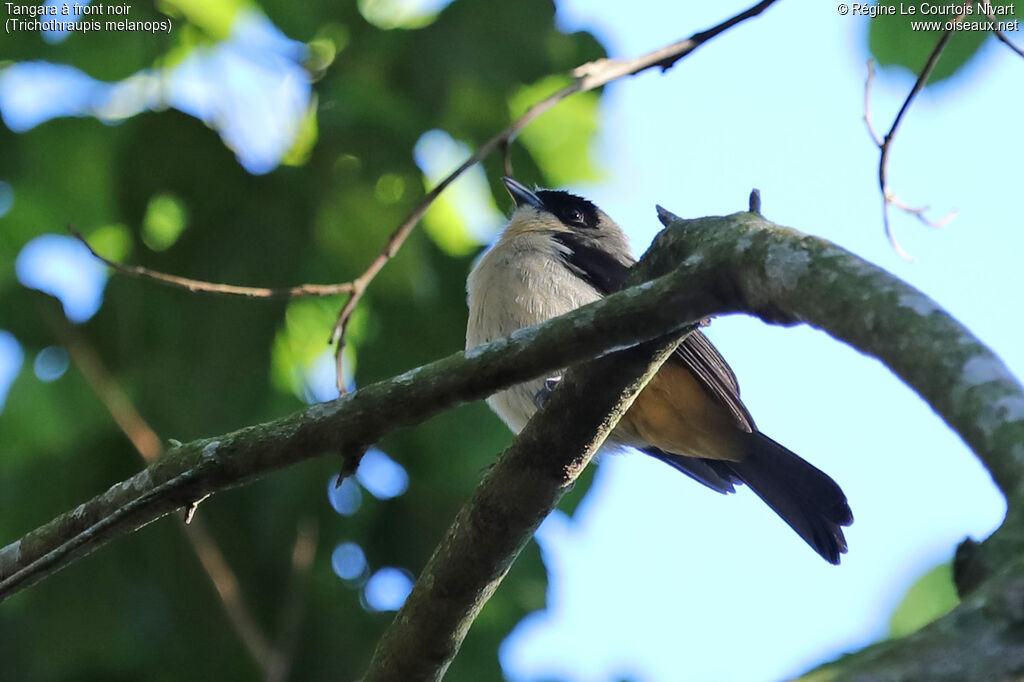 Tangara à front noir