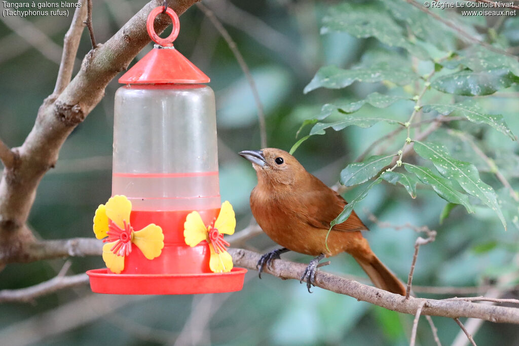 Tangara à galons blancs