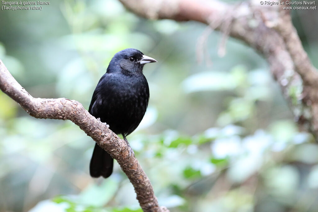 Tangara à galons blancs