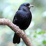 Tangara à galons blancs