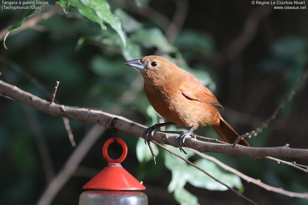 Tangara à galons blancs