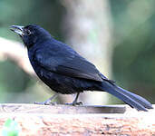 Tangara à galons blancs