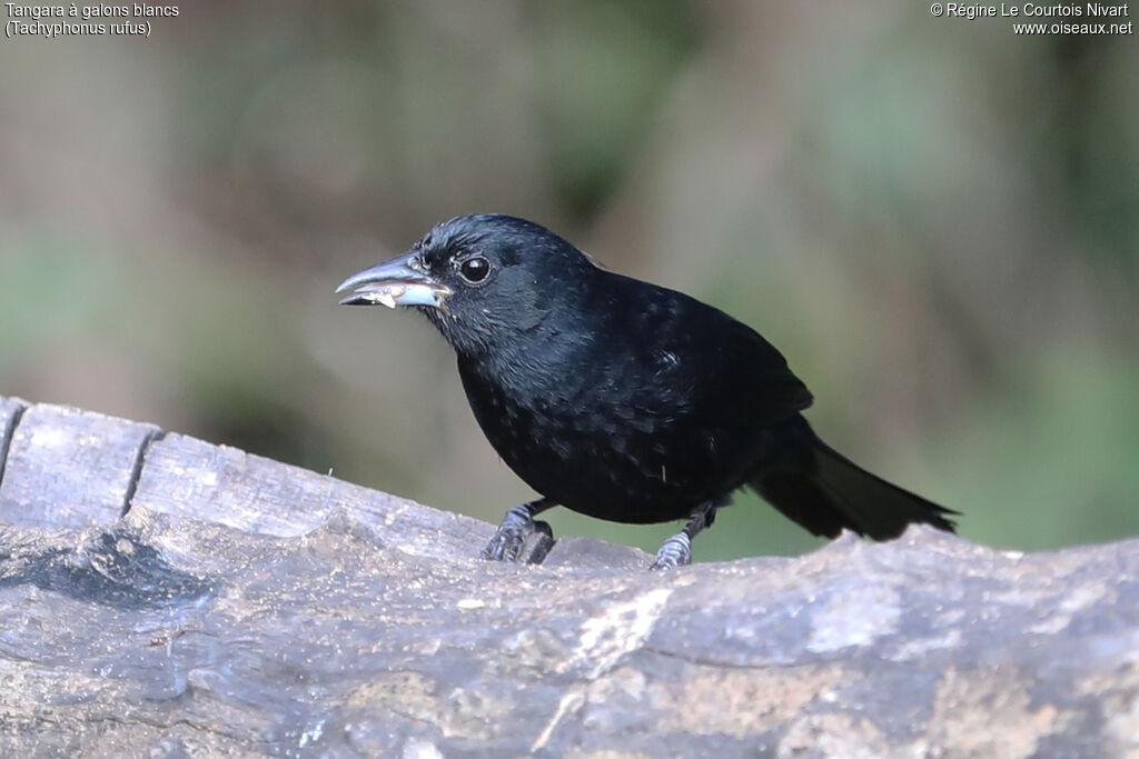 Tangara à galons blancs