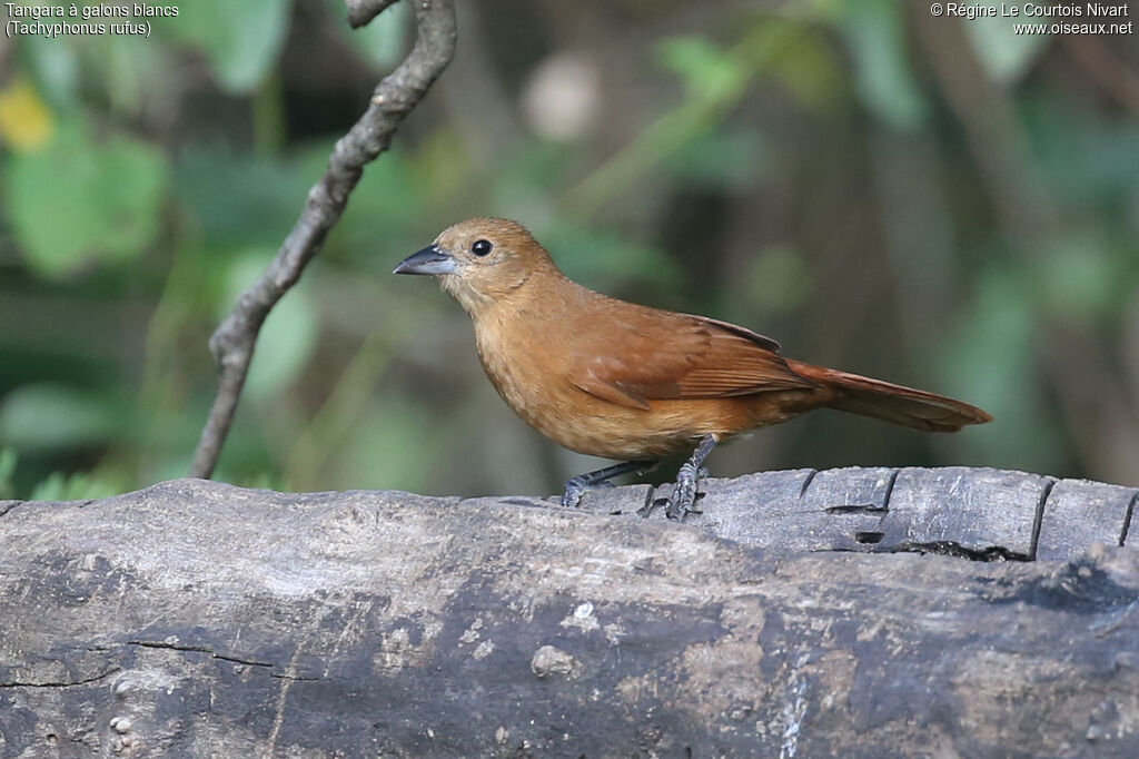 Tangara à galons blancs