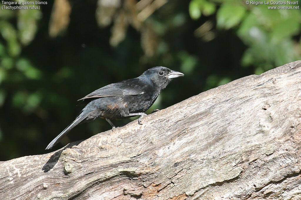 Tangara à galons blancs